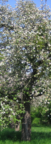 baum