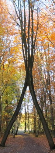 baum