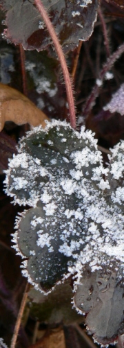 eisblume