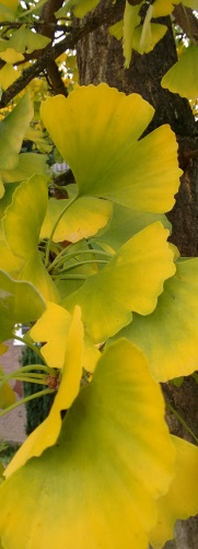 baum