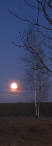 baum