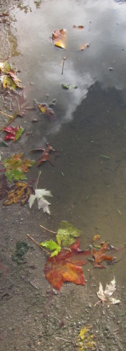 baum