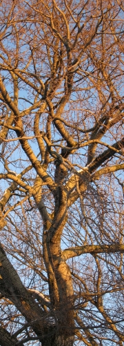 wintersonne