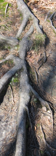 baum